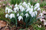 Sneeuwklokje Galanthus Woronowii -  75 bloembollen