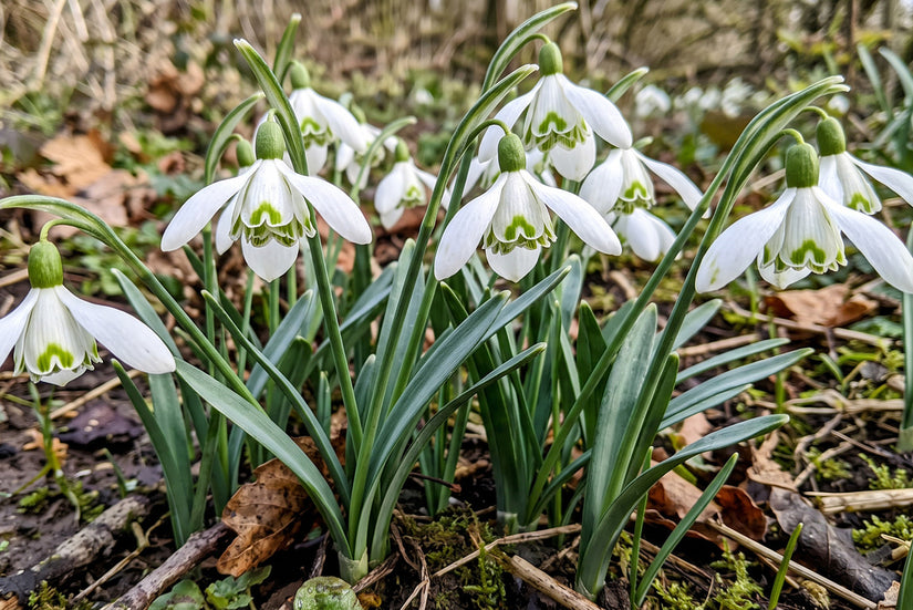 Bloembollen Sneeuwklokje 30 stuks (Langbloeiende soort) - Galanthus nivalis Flore Pleno
