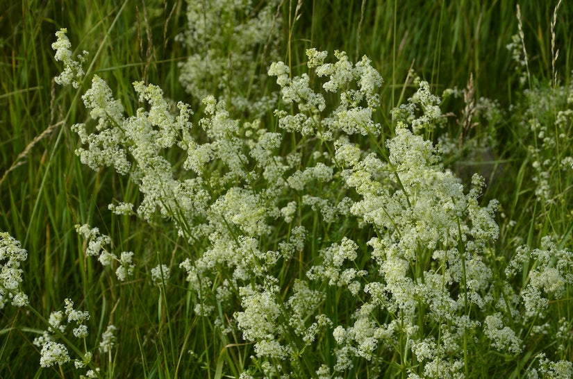 Glad walstro - Galium mollugo 'Meddo'