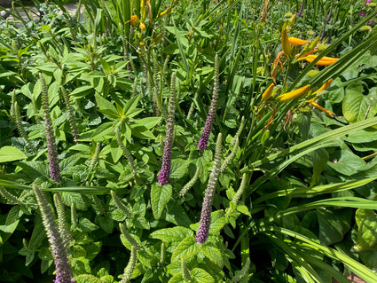 Gamander - Teucrium hyrcanicum combinatie met daglelie's hemerocallis en brandkruid phlomis