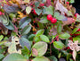 Liggende Bergthee - Gaultheria procumbens