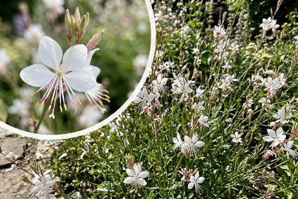 Prachtkaars - Gaura lindheimeri 'Ellura White'