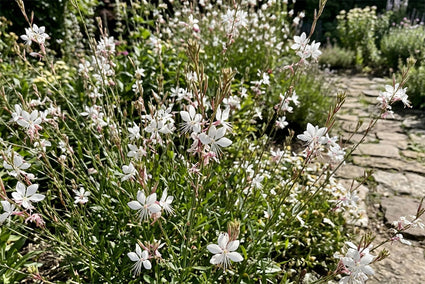 Prachtkaars - Gaura lindheimeri 'Ellura White'