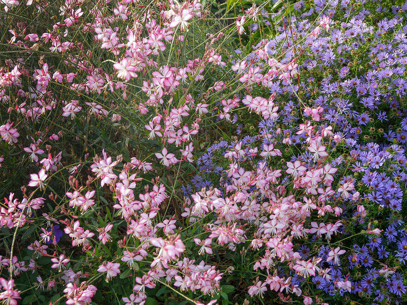 Prachtkaars - Gaura 'Rosy Jane'