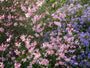 Prachtkaars - Gaura 'Rosy Jane'