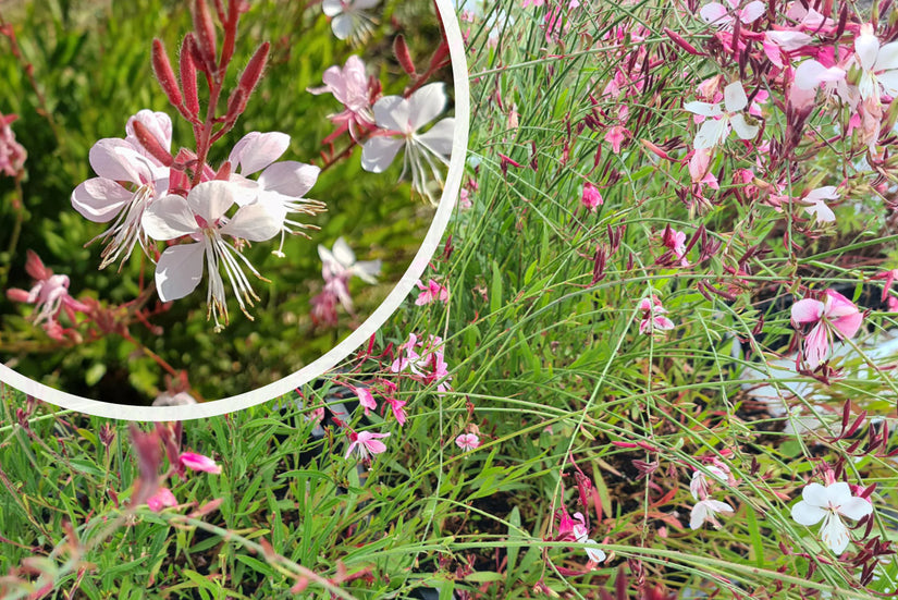 Prachtkaars - Gaura lindheimeri 'Siskiyou Pink' TIP