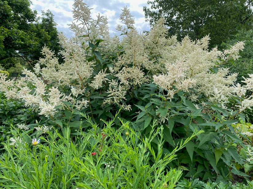 Geitenbaard - Aruncus dioicus