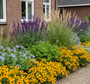 Lage gele Zonnehoed Rudbeckia little goldstar in border met Salie 'Salvia' Mainacht

Lampenpoetsersgras 'Pennisetum' hameln

Pijpestrootje 'Molinia' moorhexe siergras

Wolfsmelk 'Euphorbia' wintergroen!

Stermaagdenpalm 'Amsonia'