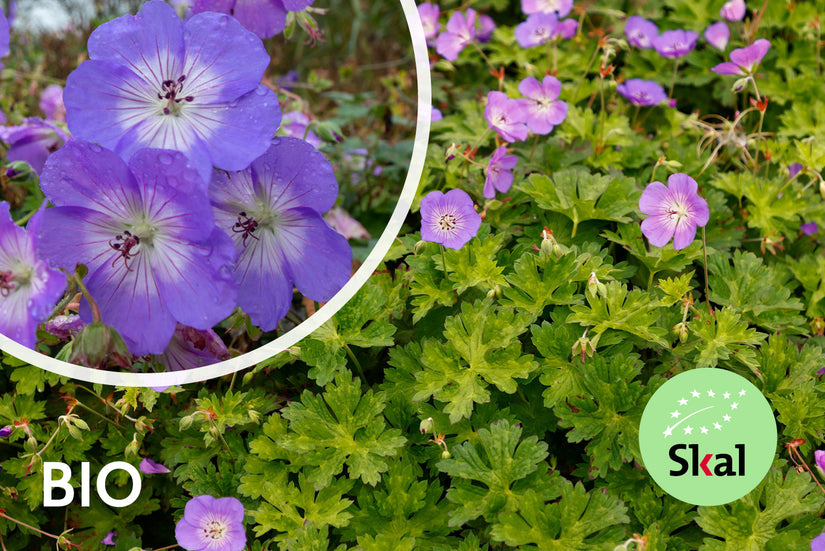 Biologisch Ooievaarsbek - Geranium 'Azure Rush'