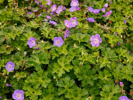 Biologisch Ooievaarsbek - Geranium 'Azure Rush'