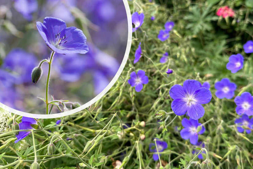 Ooievaarsbek - Geranium 'Brookside'