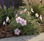 Ooievaarsbek - Geranium cinereum 'Ballerina'