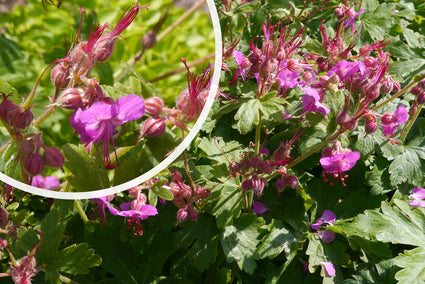 Biologisch Ooievaarsbek - Geranium macr. 'Bevan's Variety'