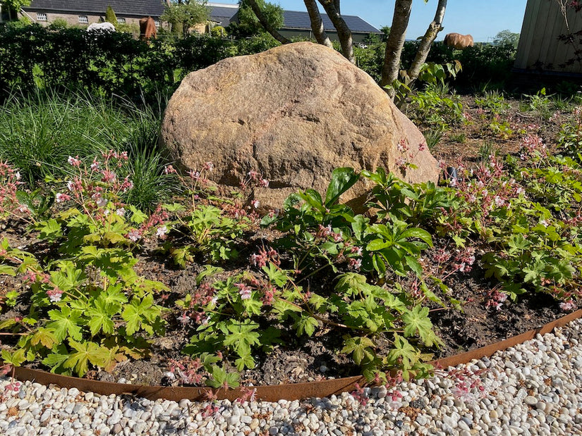 Ooievaarsbek - Geranium macrorrhizum 'Spessart'