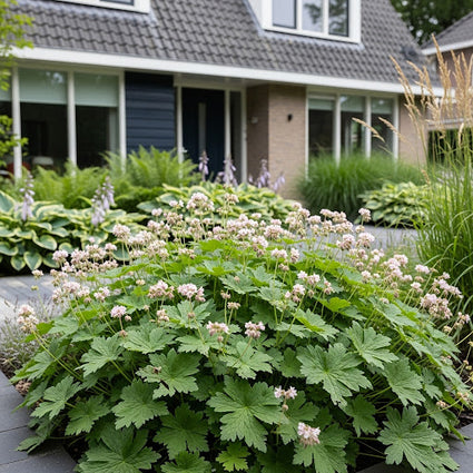 Biologische Rotsooievaarsbek - Geranium macrorrhizum 'Spessart'