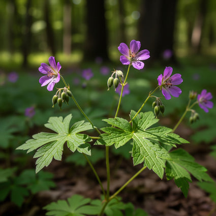 Knopige Ooievaarsbek - Geranium nodosum