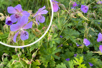 Beemdooievaarsbek - Geranium pratense