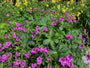 Hoge Ooievaarsbek - Geranium psilostemon 'Red Admiral'