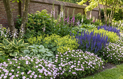 Biologische Bloedooievaarsbek - Geranium sanguineum 'apfelblüte'