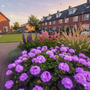 Geranium - Pelargonium Zonal Group paars