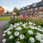 Geranium - Pelargonium Zonal Group wit