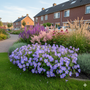 Biologisch Ooievaarsbek (Middelhoog) - Geranium 'Orion'
