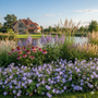 Biologisch Ooievaarsbek - Geranium 'Rozanne'