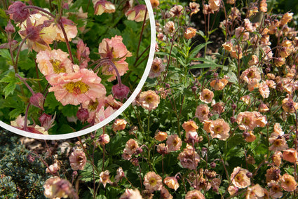 Nagelkruid Roze / Oranje (Hoogte 50 cm) - Geum 'Mai Tai'