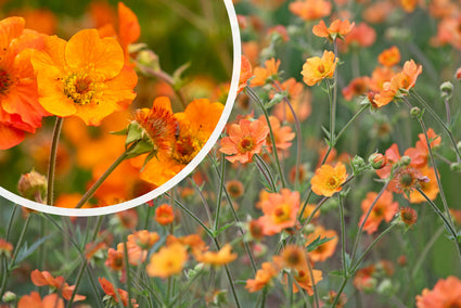 Nagelkruid Oranje (Hoogte 60 cm) - Geum 'Totally tangerine'
