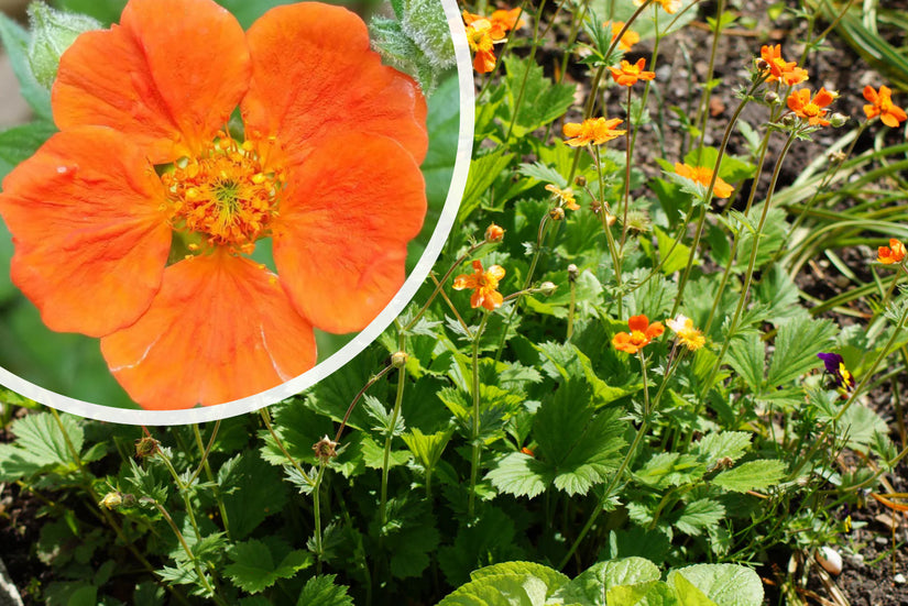 Nagelkruid Oranje (Hoogte 40 cm) - Geum coccineum 'Borisii'