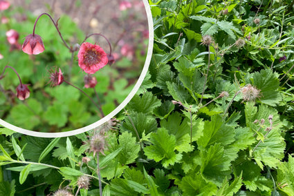 Knikkend nagelkruid - Geum rivale