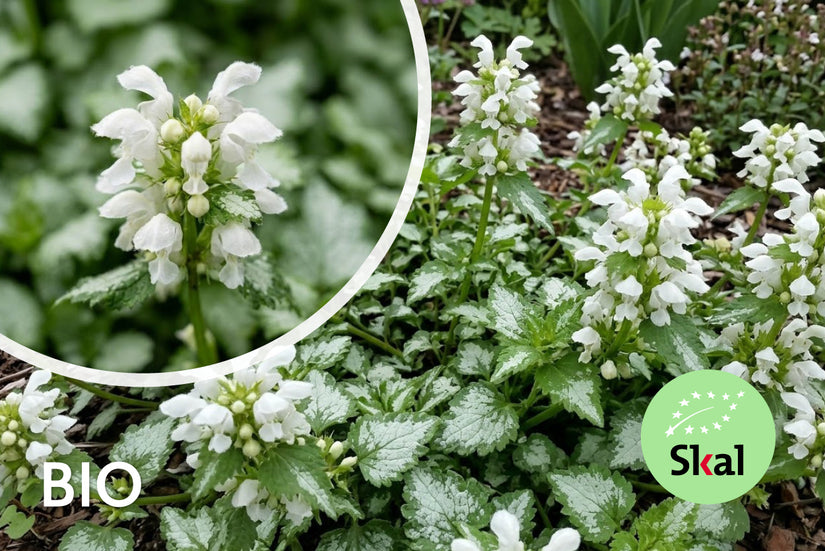 Biologisch Gevlekte dovenetel - Lamium maculatum 'Album'