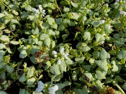 Gevlekte dovenetel - Lamium maculatum 'White Nancy'