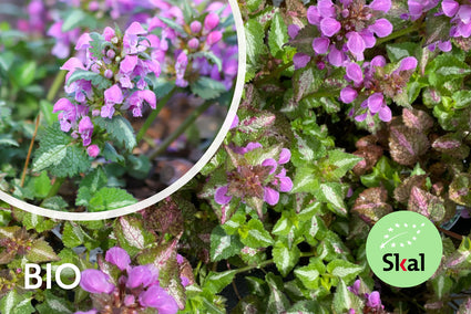 Biologische Gevlekte dovenetel (Roze) - Lamium maculatum 'Roseum'