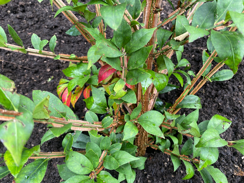 Gevleugelde Kardinaalsmuts - Euonymus alatus