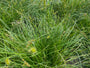 Gewone bermzegge - Carex spicata