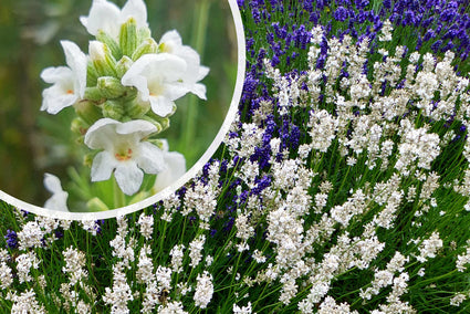 Gewone lavendel (Wit) - Lavandula angustifolia 'Alba'