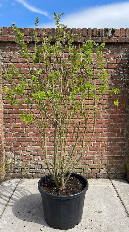 Gewone sering - Syringa vulgaris 'Mme Lemoine'