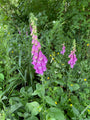 Gewoon Vingerhoedskruid - Digitalis purpurea