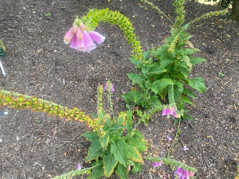 Gewoon Vingerhoedskruid - Digitalis purpurea