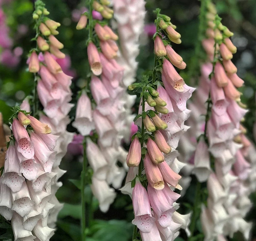 Borderpakket Zinzi - Voor een vochtige tuin - roze, rood & wit - Halfschaduw & zon