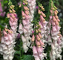 Borderpakket Zinzi - Voor een vochtige tuin - roze, rood & wit - Halfschaduw & zon
