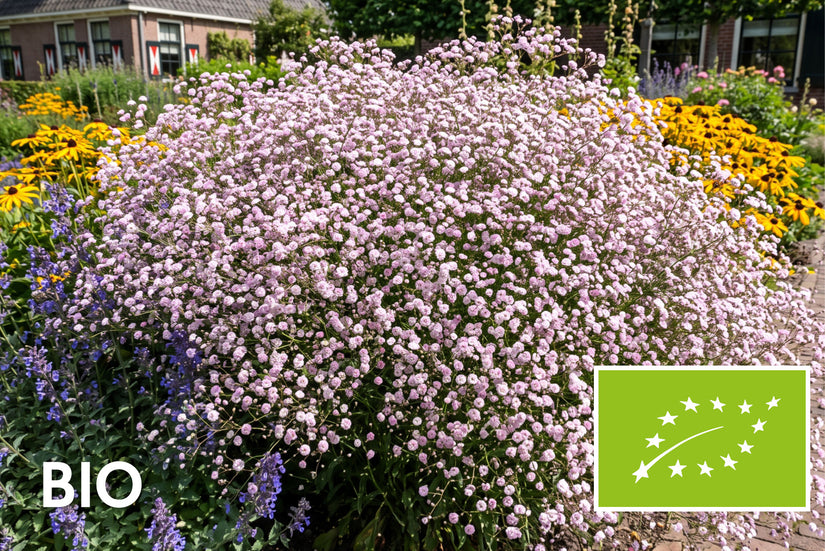Biologisch Gipskruid - Gypsophila 'Rosenschleier'