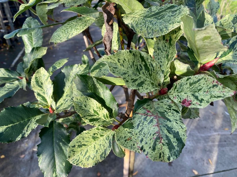 Glansmispel op stam - Photinia serratifolia 'Pink Crispy'