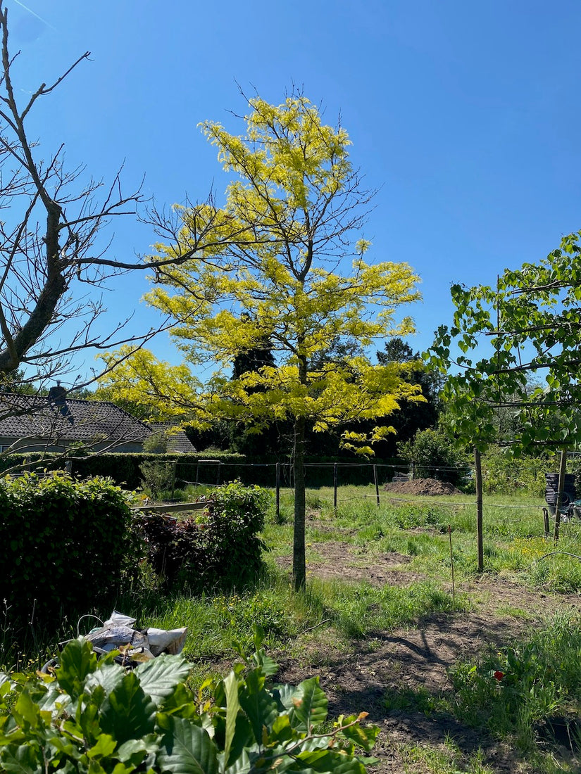 Gele valse Christusdoorn - Gleditsia triacanthos 'Sunburst'