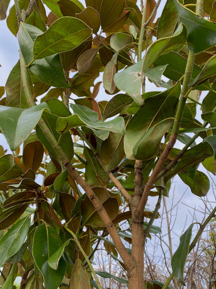 Wintergroene Beverboom op hoge stam - Magnolia grandiflora 'Goliath'