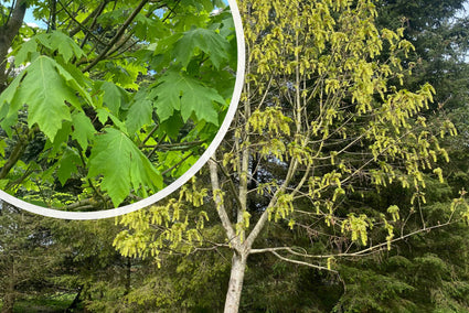 Grootbladige esdoorn - Acer macrophyllum