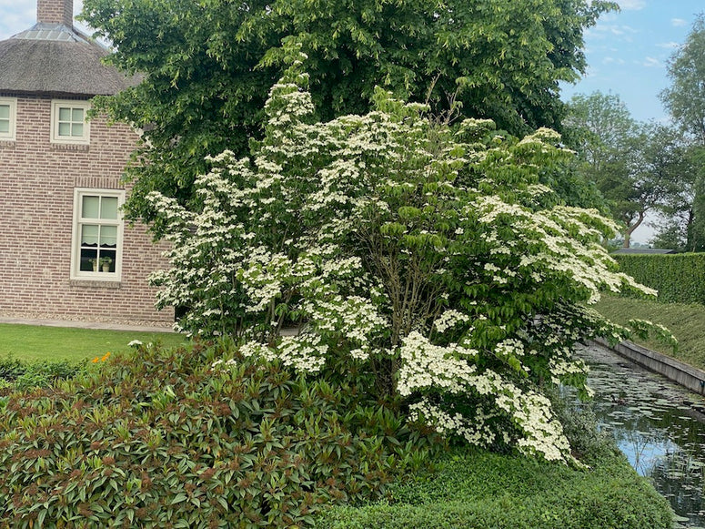 Grootbloemige Japanse Kornoelje  Cv  - Cornus Kousa Chinensis  Groot Formaat Struik