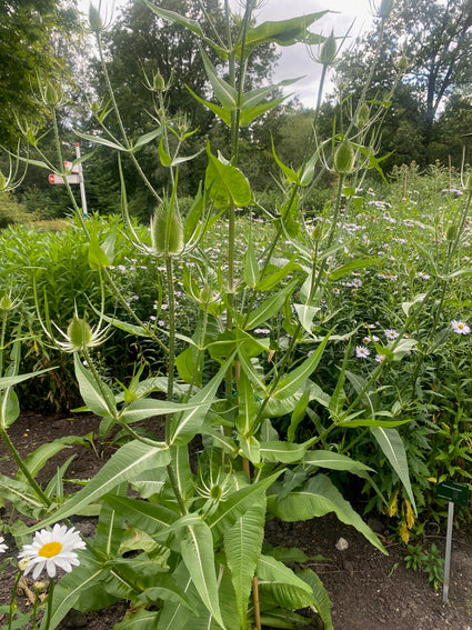 Grote kaardenbol - Dipsacus fullonum