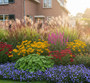Lythrum sal. Robert in border met Prachtriet 'Miscanthus', Duizendknoop 'Persicaria' blackfield, Gele Zonnehoed 'Rudbeckia', Vrouwenmantel 'Alchemilla', Tuingeranium rozanne aan de rand en Duizendblad 'Achillea' cerise queen